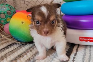 Romeo - puppy for sale