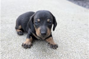 Hitch - puppy for sale