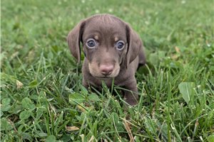 Keith - Dachshund, Mini for sale