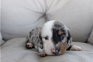 Honey - Dachshund, Tweenie for sale