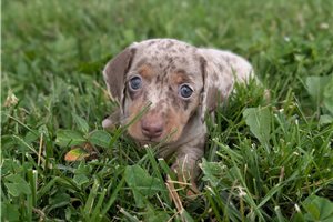 Keller - puppy for sale