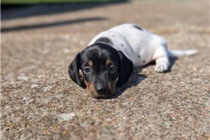 Elise - puppy for sale