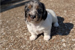 Elmer - Tweenie Dachshund for sale
