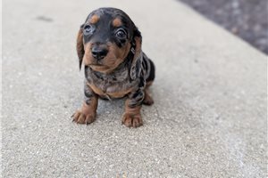Crystal - Dachshund, Tweenie for sale