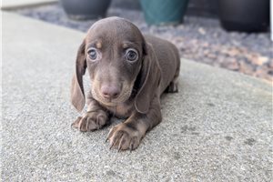 Keith - Dachshund, Mini for sale