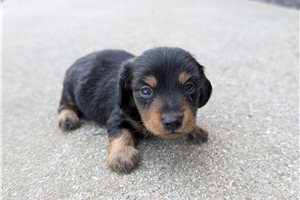 Hercules - Dachshund, Tweenie for sale