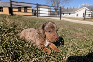 Hudson - puppy for sale