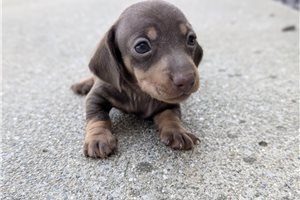 Hickory - Dachshund, Tweenie for sale