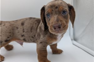Hudson - Dachshund, Mini for sale