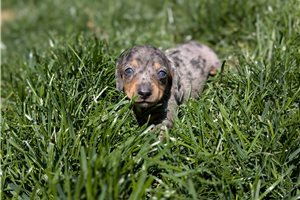 Harmony - puppy for sale