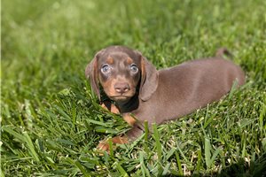 Gidget - Dachshund, Mini for sale