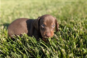 Gidget - puppy for sale