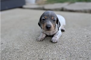 Holden - puppy for sale