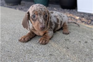 Keller - Dachshund, Mini for sale