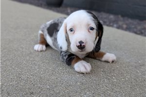 Colton - puppy for sale
