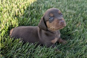 Gerald - Dachshund, Mini for sale