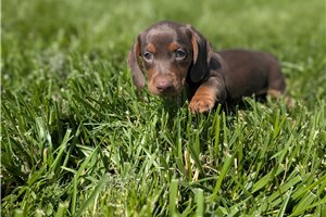 Gerald - Dachshund, Mini for sale