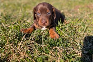 Hazel - Dachshund, Mini for sale