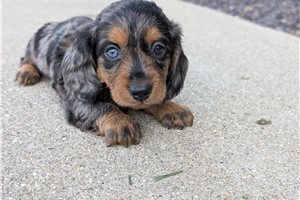 Carter - Dachshund, Tweenie for sale