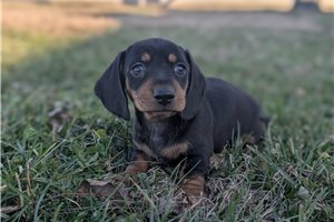Beth - Dachshund, Mini for sale