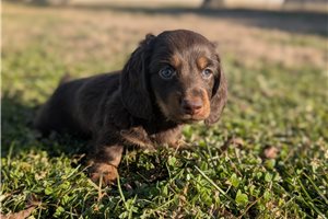Bond - Dachshund, Mini for sale