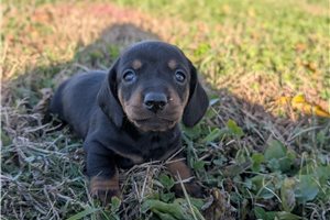 Carter - Dachshund, Tweenie for sale