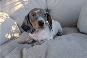 Holden - Dachshund, Tweenie for sale