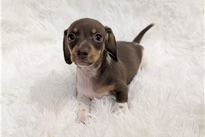 Penny - Tweenie Dachshund for sale