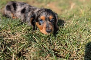 Carter - Dachshund, Tweenie for sale