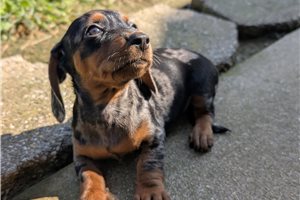 Crystal - Dachshund, Tweenie for sale