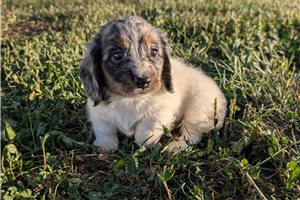 Elmer - Tweenie Dachshund for sale