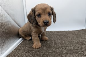 Dash - Dachshund, Tweenie for sale