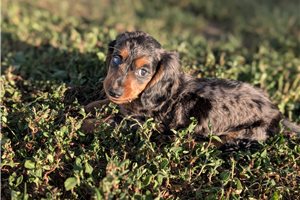 Carter - Dachshund, Tweenie, placed in Evansville