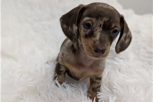 Perdia - Tweenie Dachshund for sale