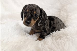 Paul - Tweenie Dachshund for sale