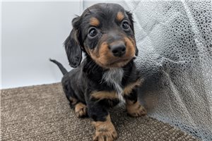Dixon - Dachshund, Tweenie for sale