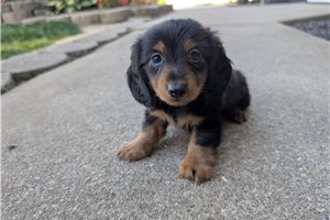Hercules - Dachshund, Tweenie for sale