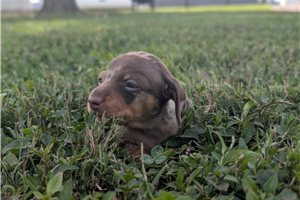 Perdia - puppy for sale