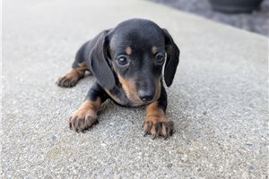 Hitch - Dachshund, Tweenie for sale