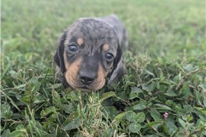 Paul - puppy for sale