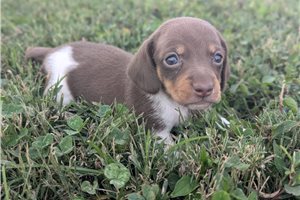 Penny - Tweenie Dachshund for sale