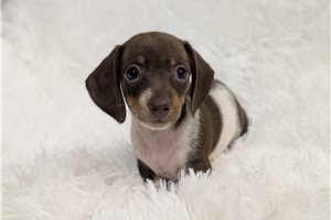 Peony - Tweenie Dachshund for sale