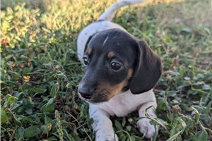 Elise - Tweenie Dachshund for sale