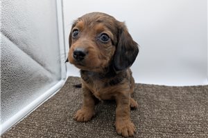 Divinity - Dachshund, Tweenie for sale