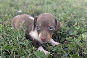 Peony - puppy for sale