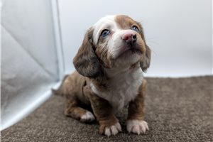 Dylan - Dachshund, Tweenie for sale