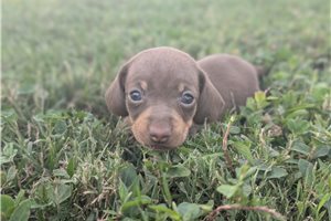 Penelope - Tweenie Dachshund for sale