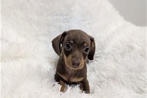 Penelope, a Tweenie Dachshund puppy