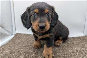 Duncan - Dachshund, Tweenie for sale