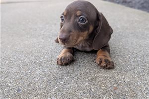 Hickory - Dachshund, Tweenie for sale
